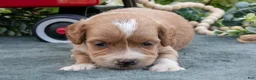 Mini Goldendoodle dogs for sale: Boots - Ad 3
