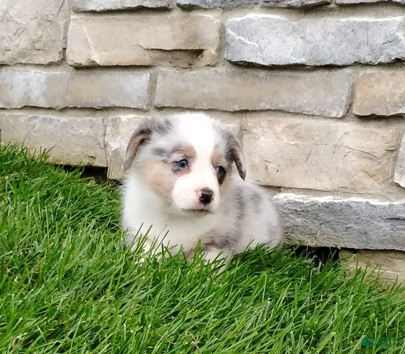 Welsh Corgi Pembroke dogs Welsh Corgi Pembroke 1 - Ad 1