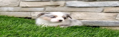 Welsh Corgi Pembroke 1