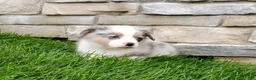 Welsh Corgi Pembroke dogs for sale: Welsh Corgi Pembroke 1 - Ad 1