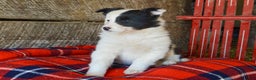 Mixed Breed dogs for sale: Amber - Ad 2