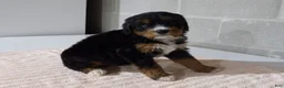 Bernedoodle dogs for sale: Missy - Ad 2