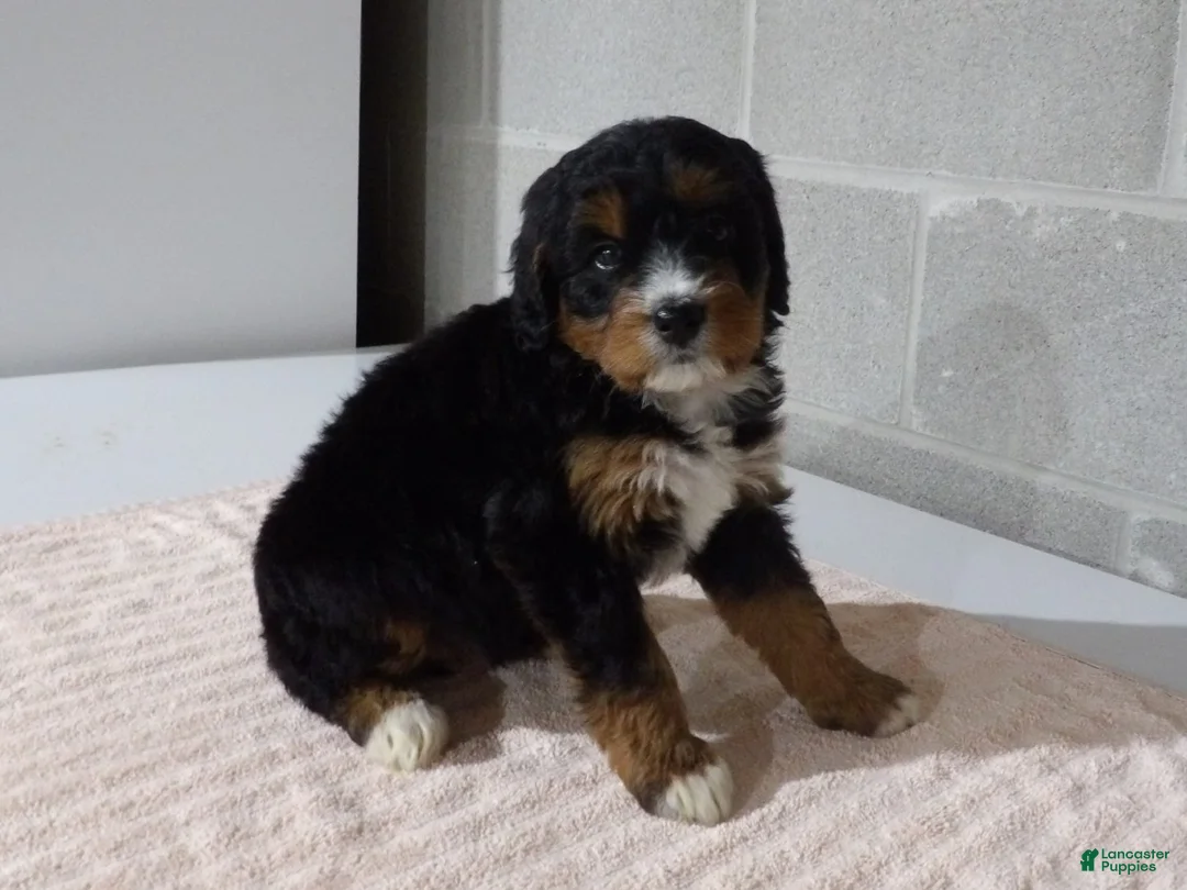 Bernedoodle dogs for sale: Missy - Ad 2