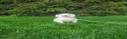 Maltese dogs for sale: Donna - Ad 8