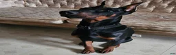 Doberman Pinscher dogs for sale: Doberman Pinscher Puppy 1 - Ad 6