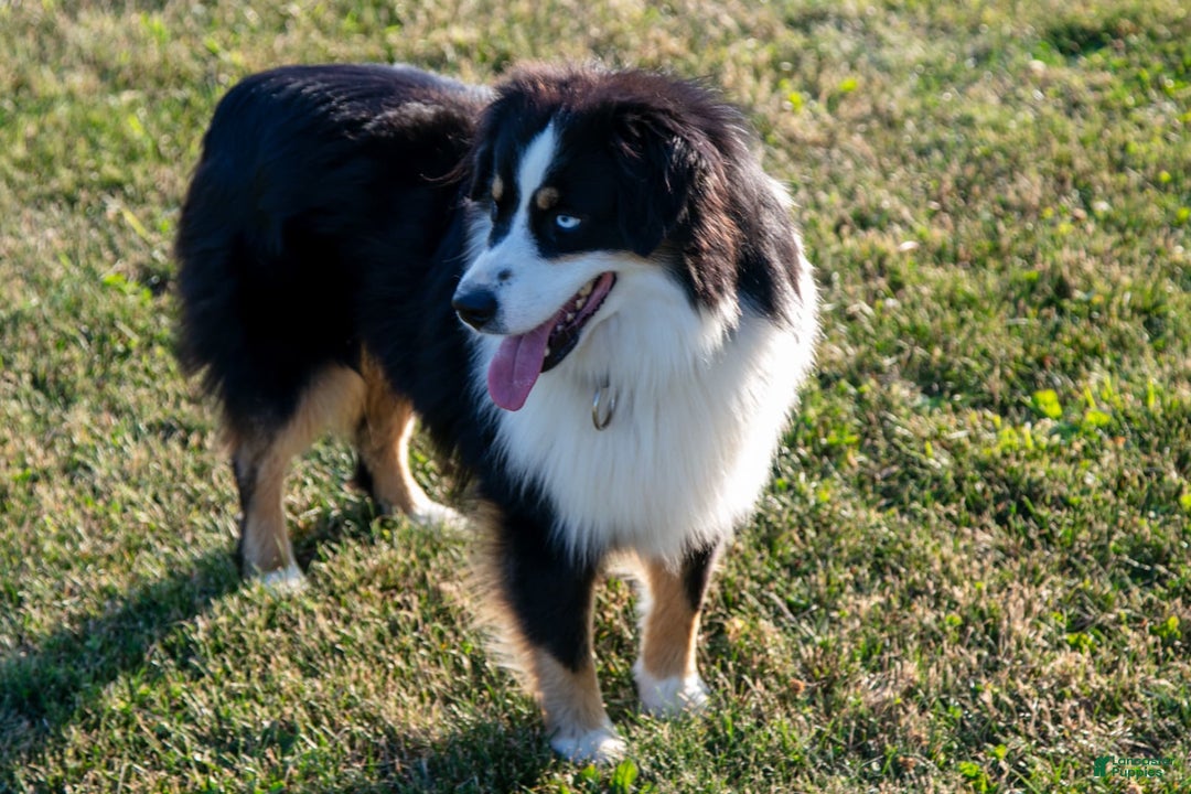Miniature Australian Shepherd dogs for sale: Alex - Ad 3