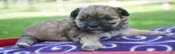 Shihpoo dogs for sale: Shelly Shihpoo 3 - Ad 1