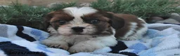 Mixed Breed dogs for sale: Benny  - Ad 3