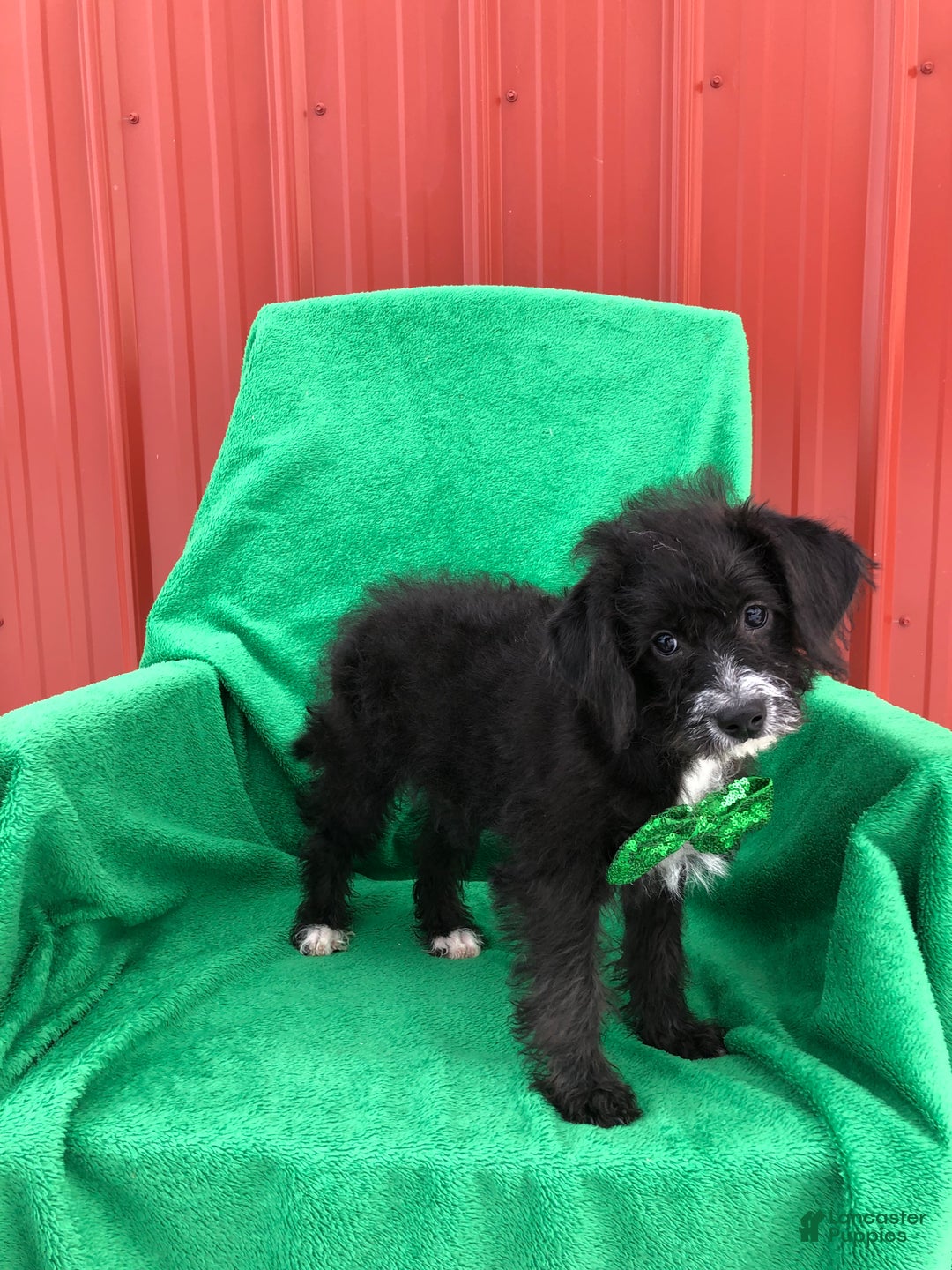 Mixed Breed dogs for sale: Tucker - Ad 3