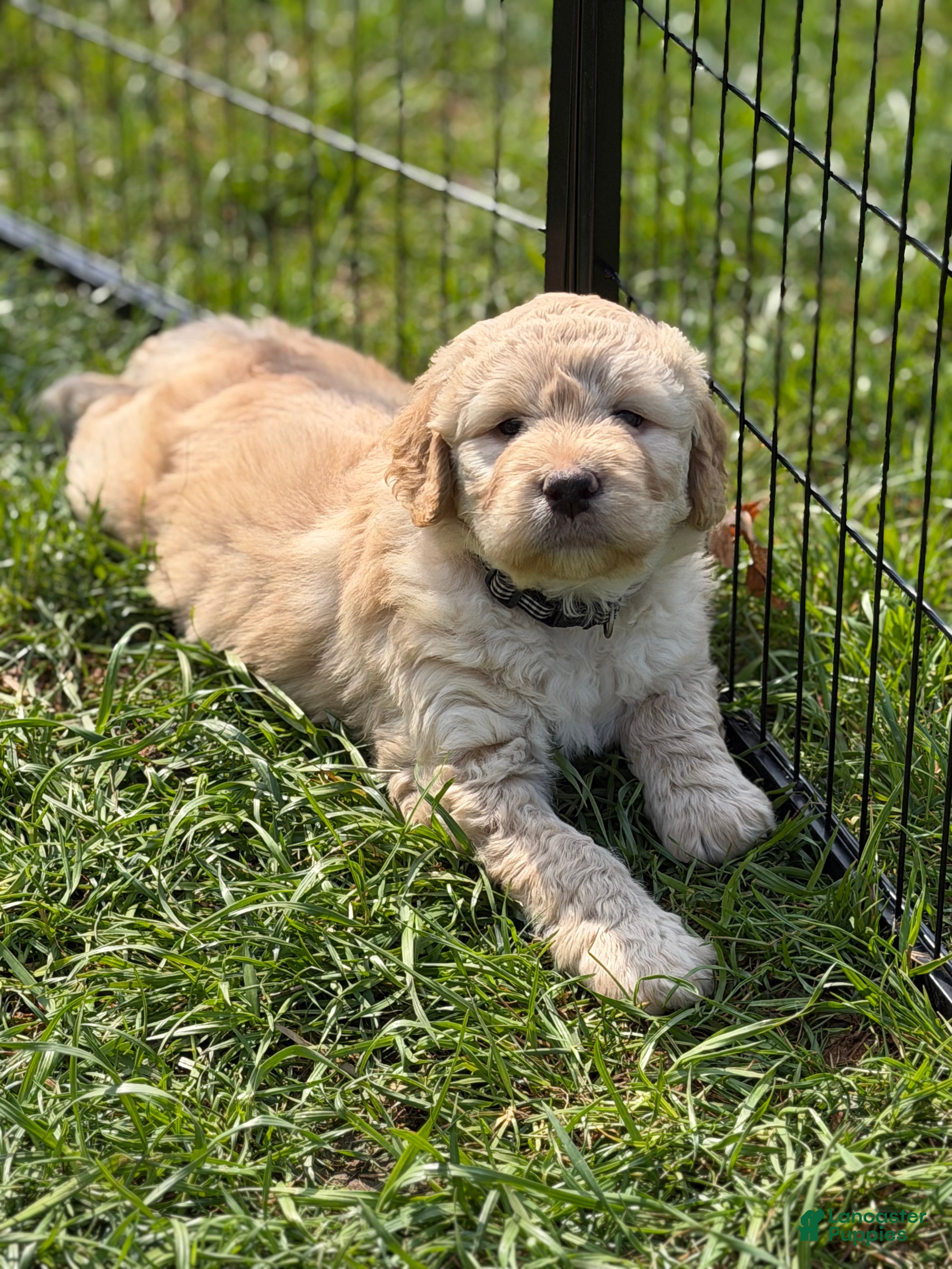 Labradoodle dogs Remi - Ad 1