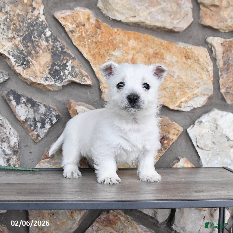 West Highland Terrier dogs Travis - Ad 10
