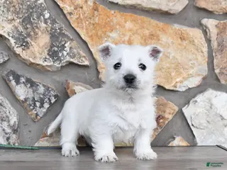 West Highland Terrier dogs Travis - Ad 10