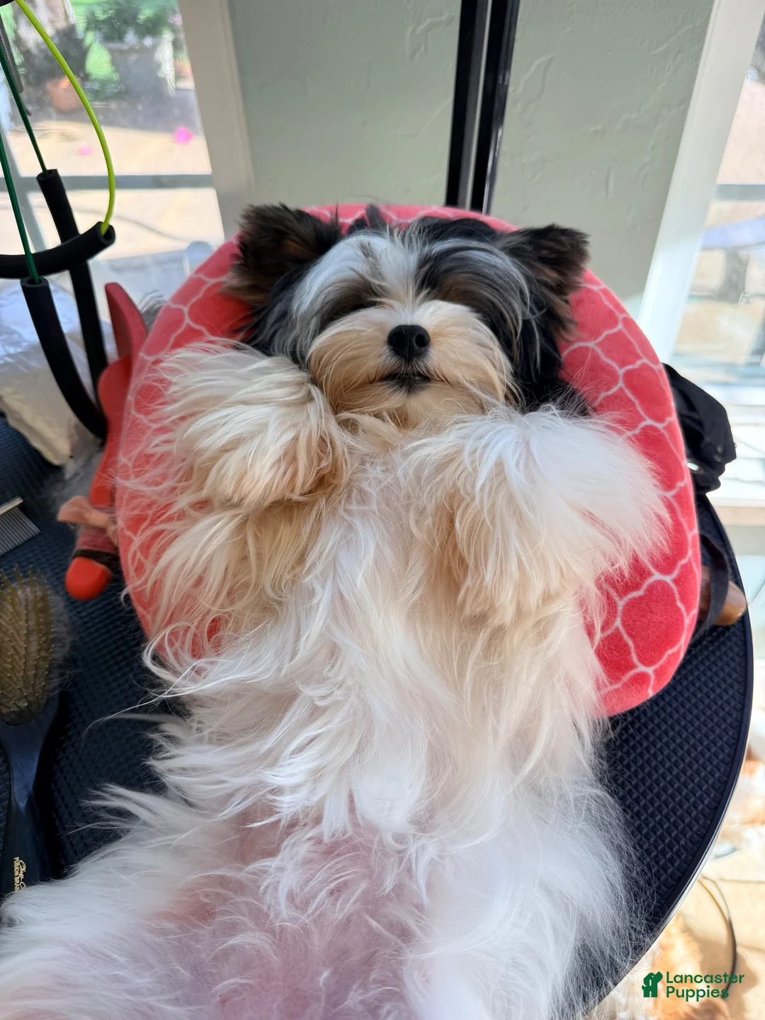 Biewer Terrier dogs for sale: Biewer Terrier 2 - Ad 12