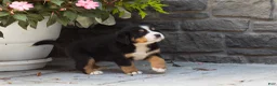 Bernese Mountain Dog dogs for sale: Maddie - Ad 5