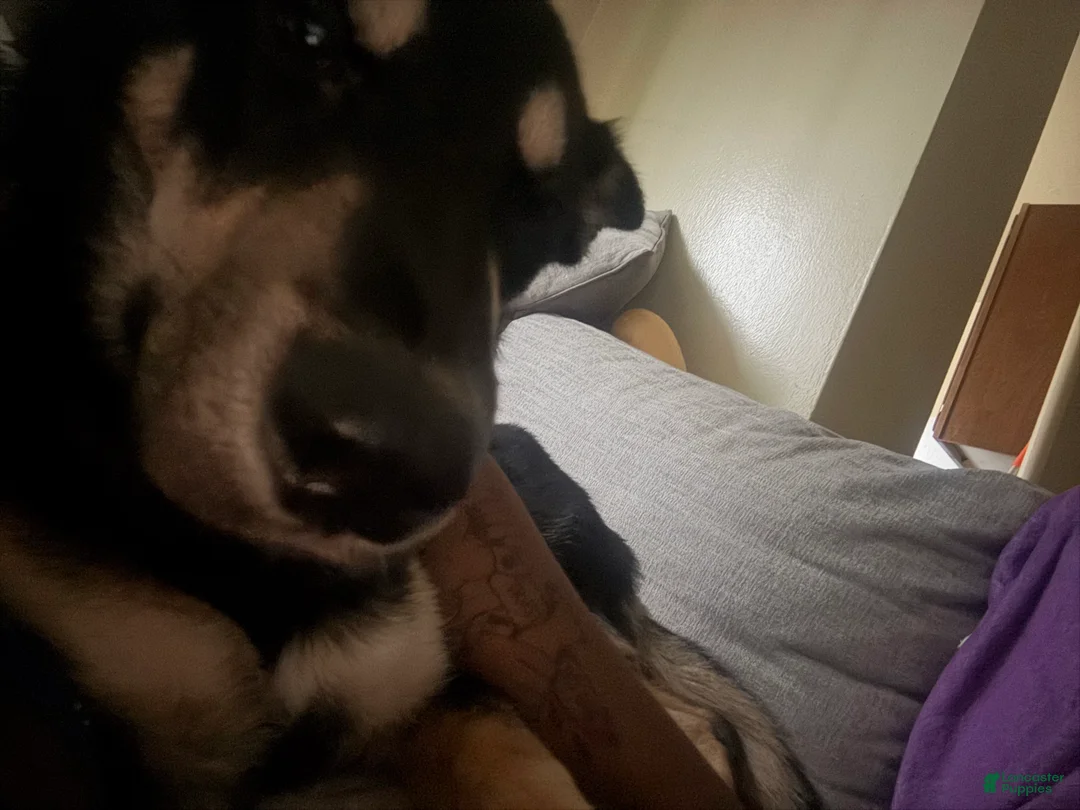 Gallery Image {{count}}