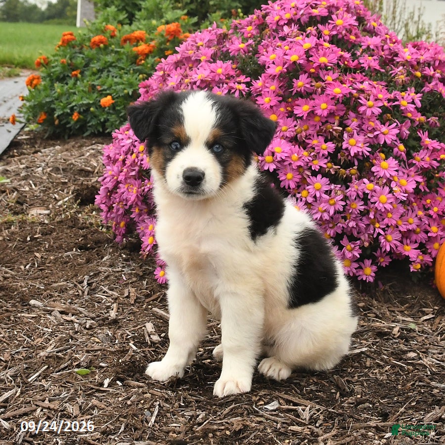 Miniature Australian Shepherd dogs Jet - Ad 2