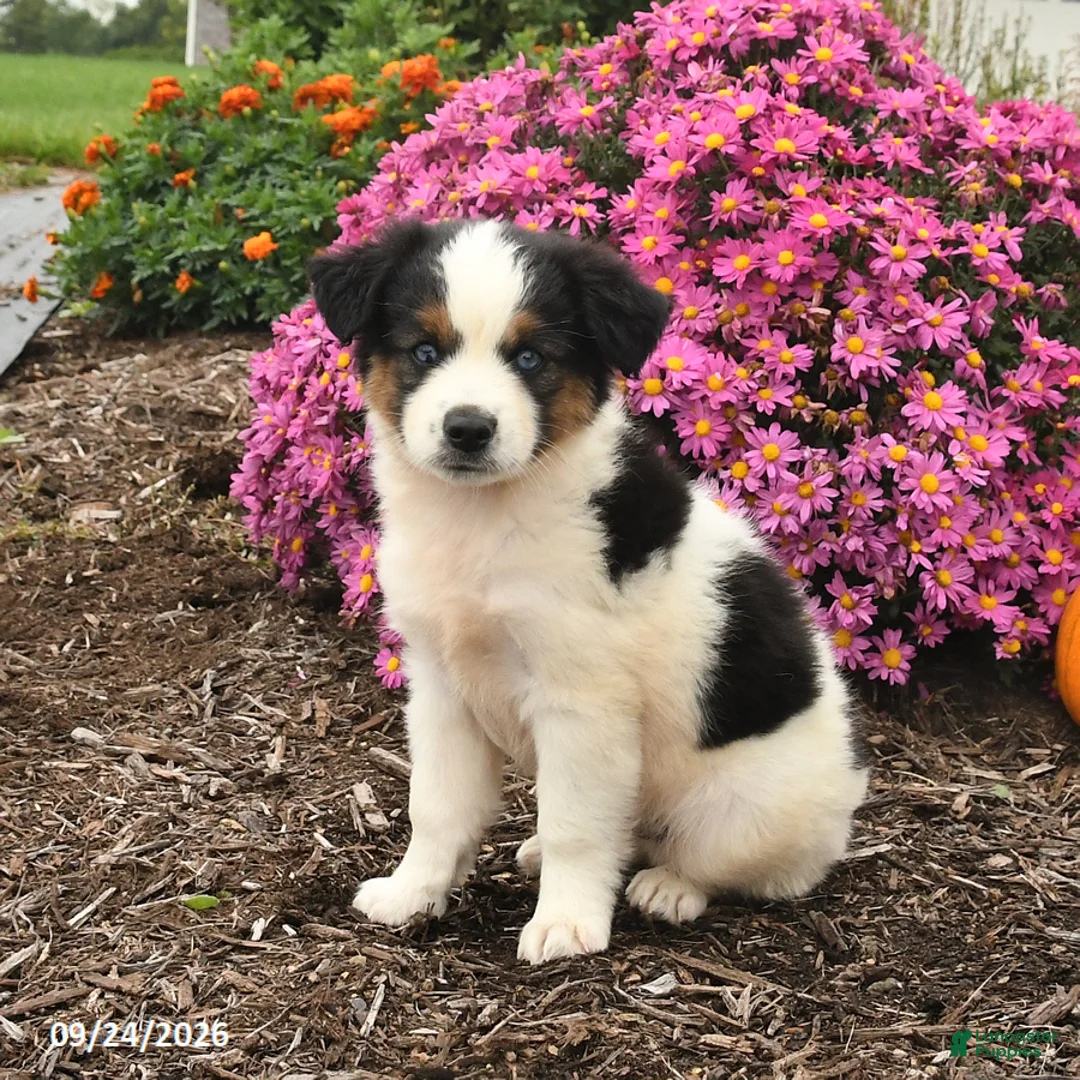 Miniature Australian Shepherd dogs for sale: Jet - Ad 2