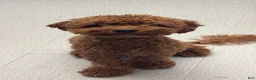 Mini Goldendoodle dogs for sale: Mini Goldendoodle 1 - Ad 6