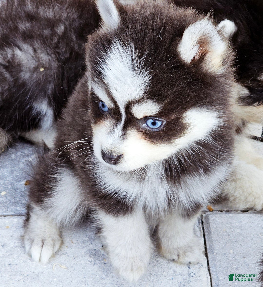 Pomsky dogs for sale: Blue Robin - Ad 8