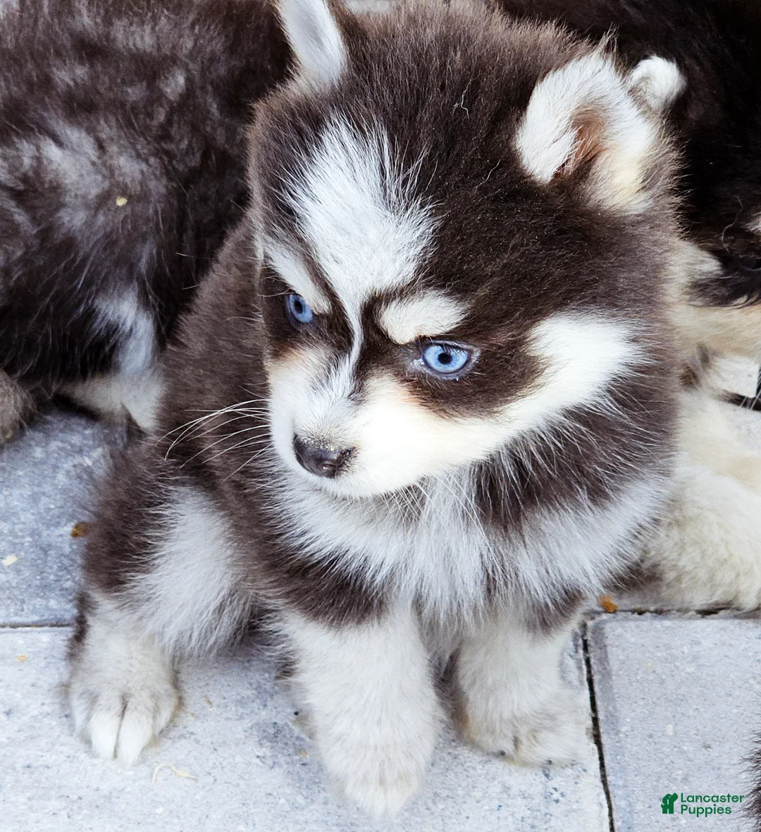 Pomsky dogs for sale: Blue Robin - Ad 8
