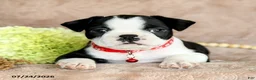Boston Terrier dogs for sale: Dixie - Ad 3