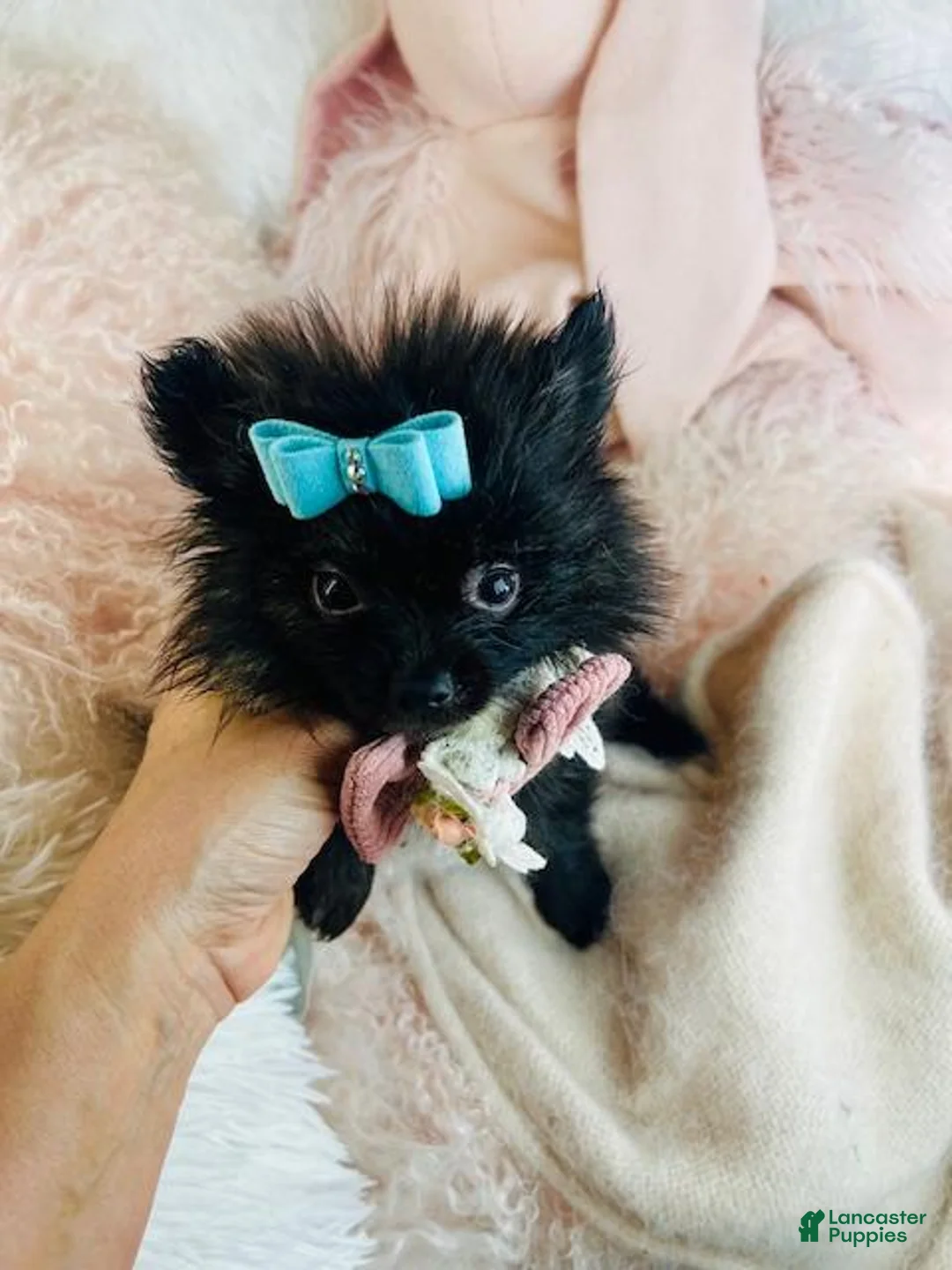 Pomeranian dogs for sale: Pomeranian Puppy 2 - Ad 3