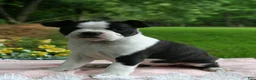 Boston Terrier dogs for sale: Iris - Ad 1