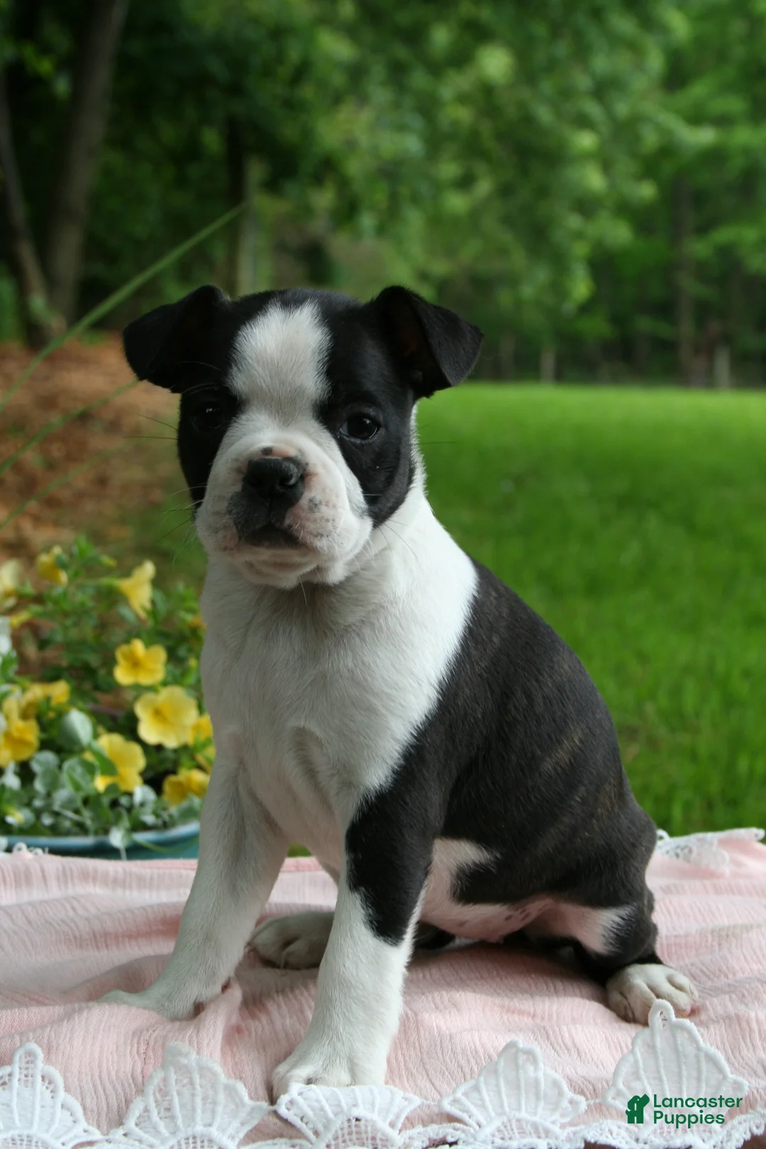 Boston Terrier dogs for sale: Iris - Ad 1
