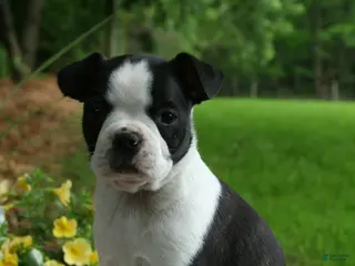 Boston Terrier dogs Iris - Ad 36