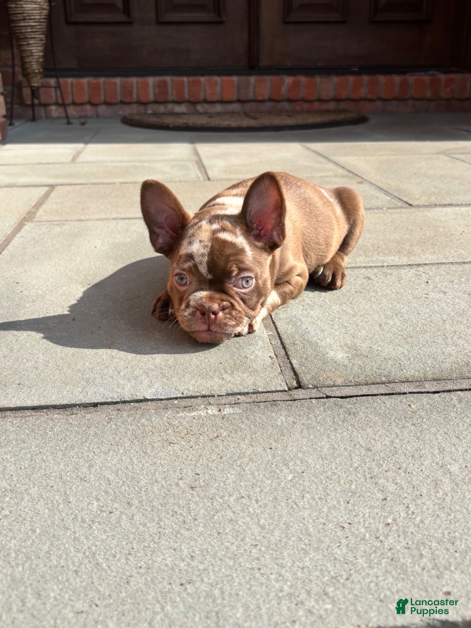 French Bulldog dogs Rojo Merle boy  - Ad 36