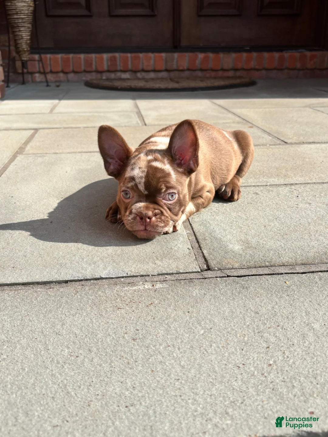 French Bulldog dogs for sale: Rojo Merle boy  - Ad 1