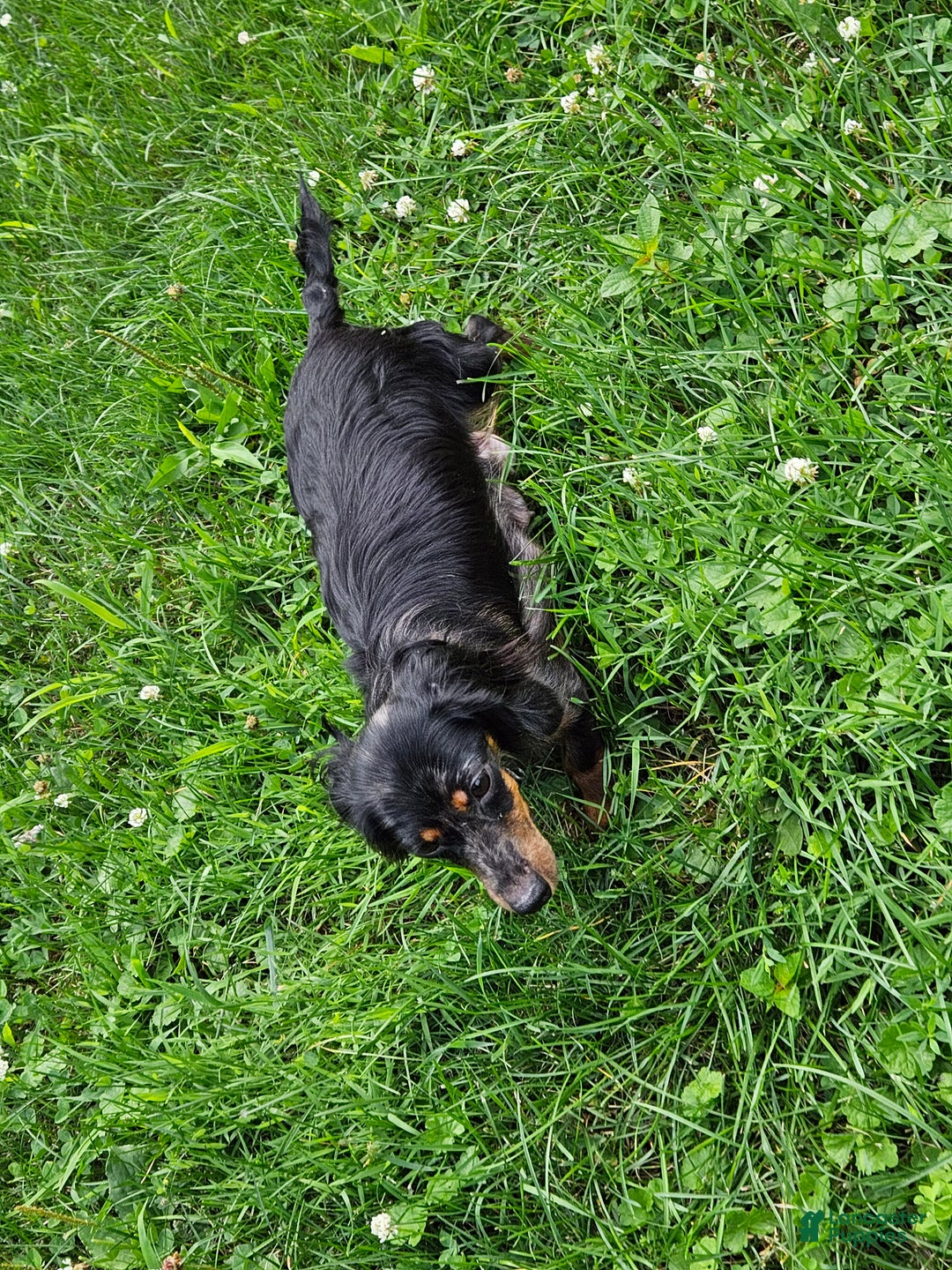 Miniature Dachshund dogs for sale: Barbie - Ad 3