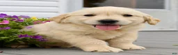 Golden Retriever dogs for sale: Olive - Ad 3