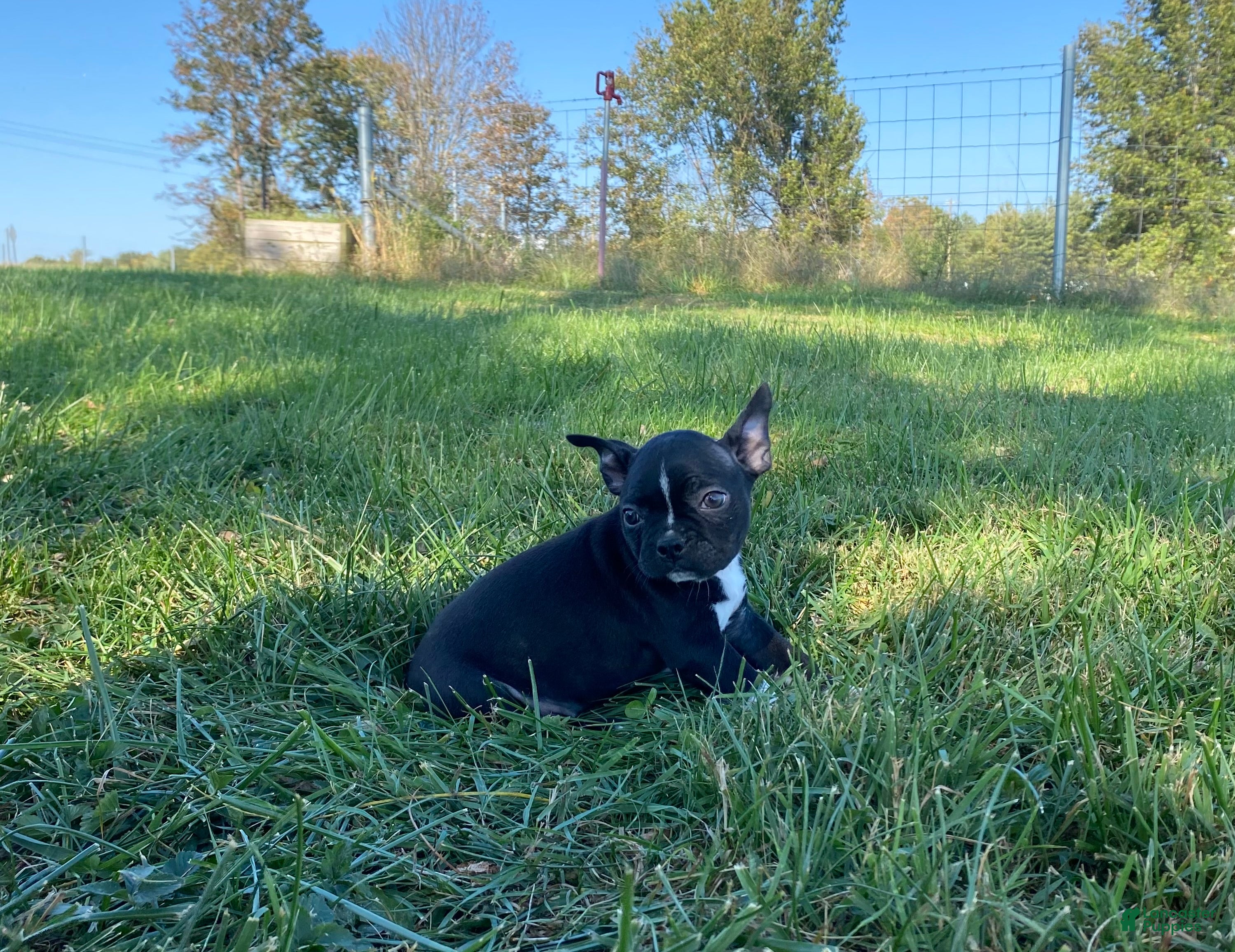 Boston Terrier dogs Ben - Ad 2