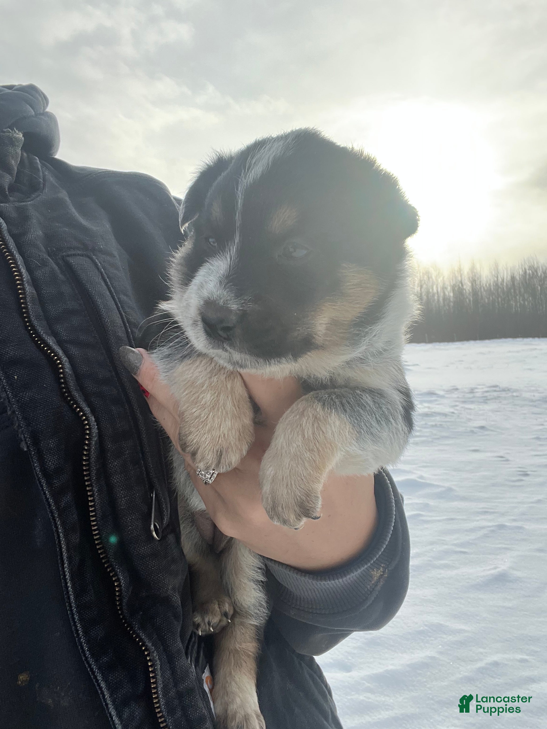 Australian Cattle Dog dogs Nellie - Ad 39