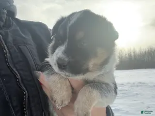 Australian Cattle Dog dogs Nellie - Ad 42