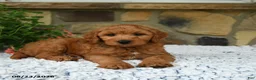 Mini Goldendoodle dogs for sale: Ace - Ad 4