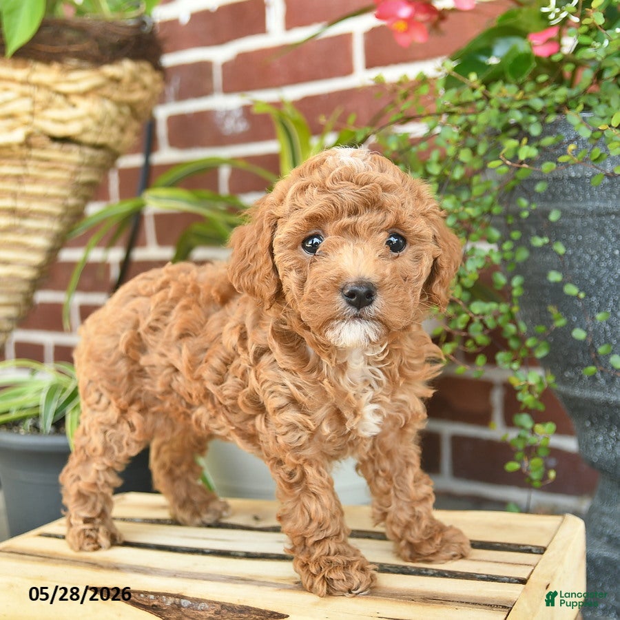 Toy Poodle dogs for sale: Jewel  - Ad 2