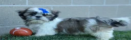 Shih Tzu dogs for sale: MILO - Ad 4