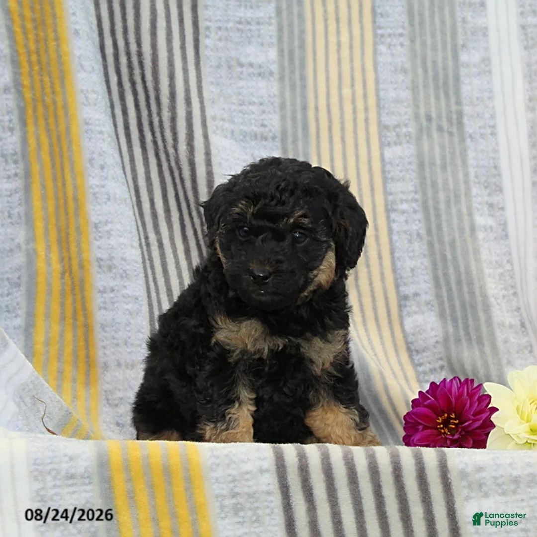 Toy Poodle dogs for sale: Vita - Ad 3