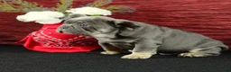 French Bulldog dogs for sale: Milo - Ad 3