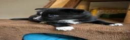 Pomsky dogs for sale: Five  - Ad 4
