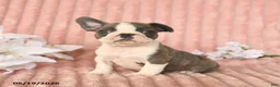 Frenchton dogs for sale: Skylar - Ad 2