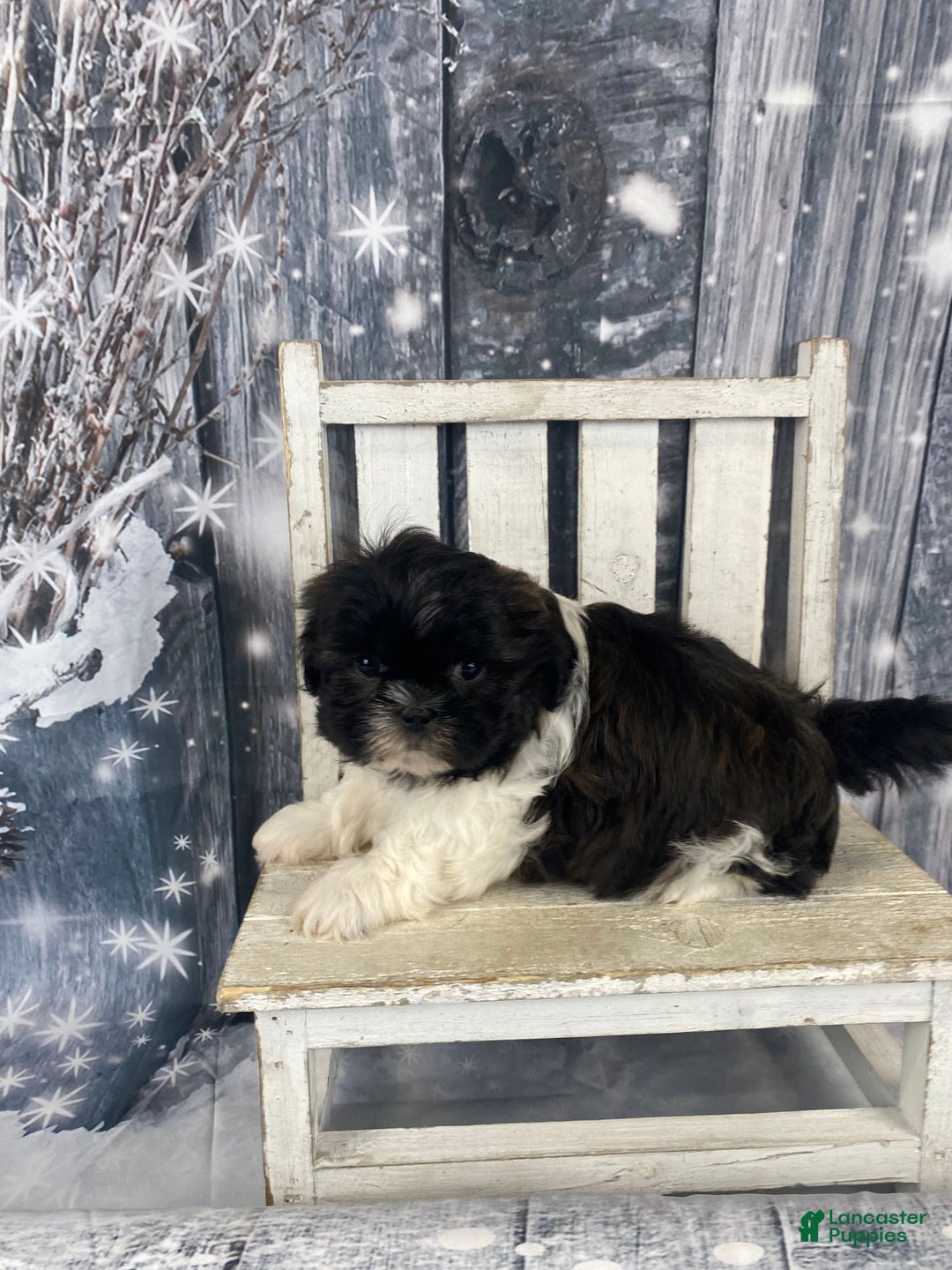 Shih Tzu dogs for sale: Teddy - Ad 6