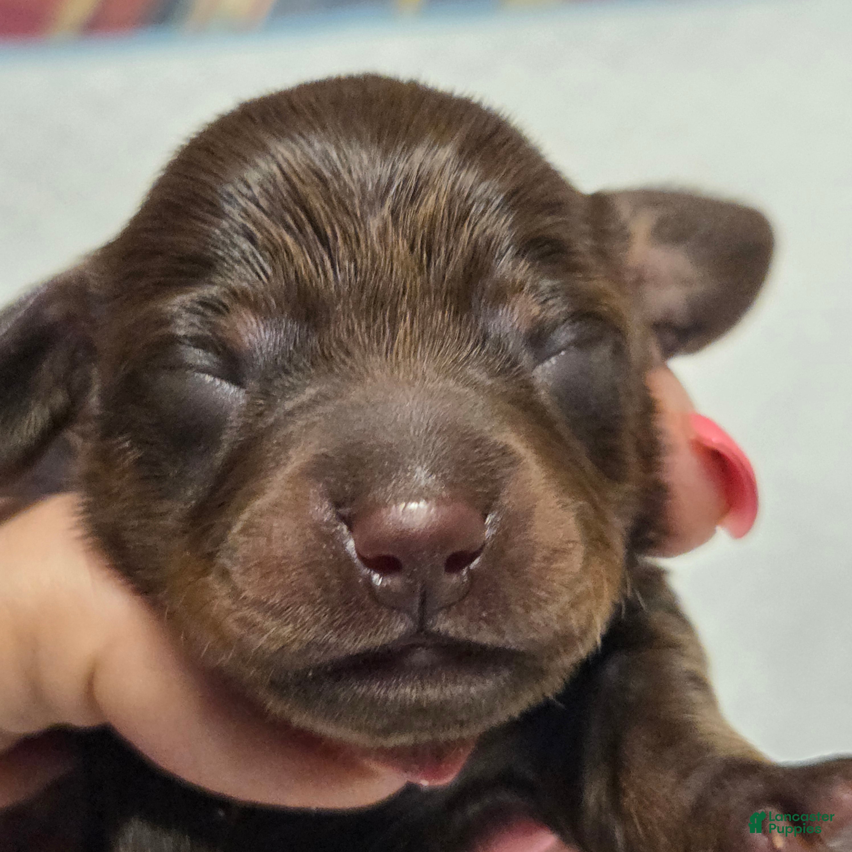 Miniature Dachshund dogs Miniature Dachshund  Dapple Puppy 5 - Ad 6