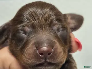 Miniature Dachshund dogs Miniature Dachshund Dapple Puppy 5 - Ad 6