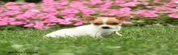 Chihuahua dogs for sale: Professor Tito - Ad 5