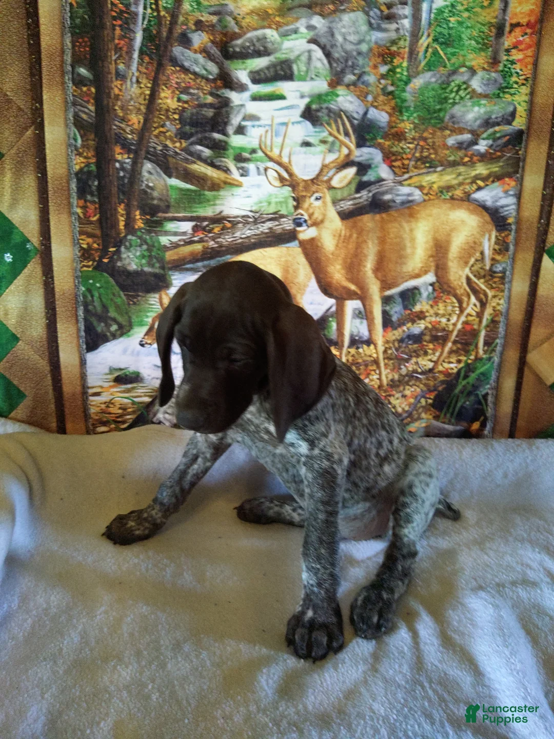 German Shorthaired Pointer dogs for sale: German Shorthaired Pointer 2 - Ad 2