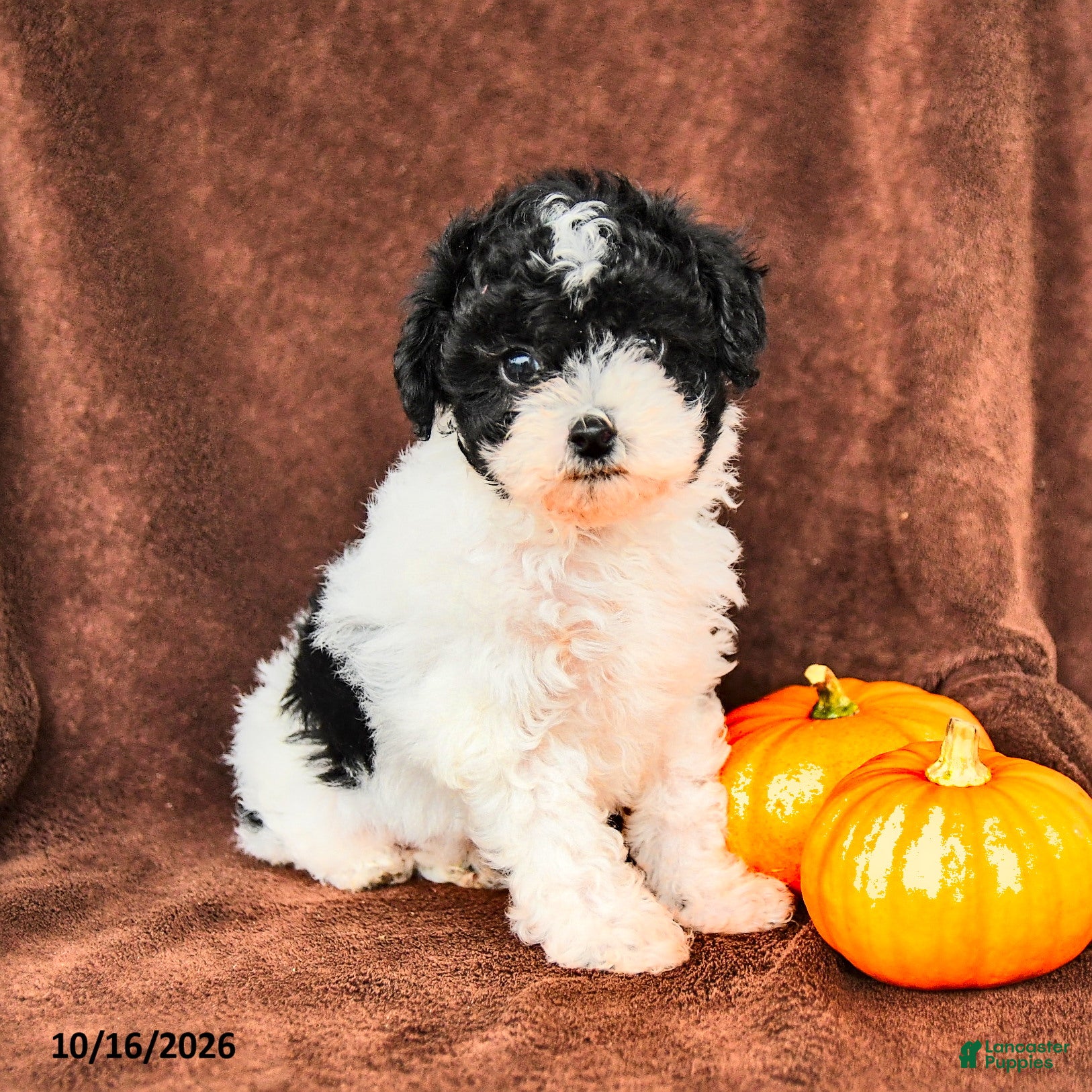 Miniature Poodle dogs for sale: Bandit - Ad 1