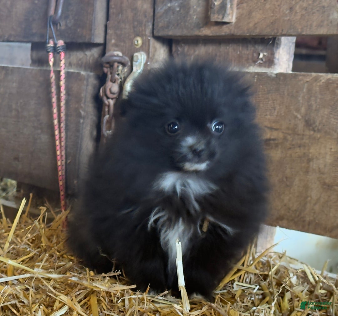 Pomeranian dogs for sale: Fran - Ad 5